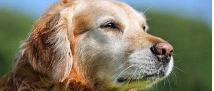 Alter Hund
