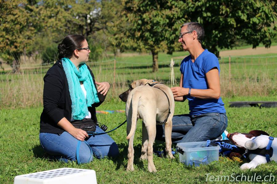 Am Anfang einer Tellington Touch Behandlung steht die Besprechung