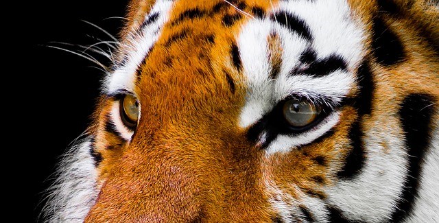 Pack den Tiger an den Ohren